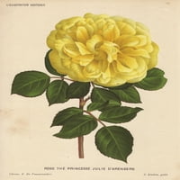 Жълта хибридна роза, Princesse Julie D'Arenberga Poster Print от ® Florilegius Mary Evans