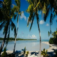 Панорамни изображения ppi81499l палми на плажа Mataiva Tuamoto Islands French Polynesia Poster Plant, 12