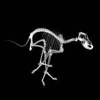 Скелет на работещо куче Xray анатомия Photo Poster Animal Bones Spine Tail Jaws Canine Photoghin
