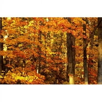 Posterazzi DPI1781559Large Есенни дървета Печат от печат от Дейвид Чапман, - голям