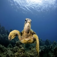 Зелена морска костенурка, Челония Mydas, Ko'olina, Oahu, Hawaii, North Pacific. Печат на плакати от VWPICS Stocktrek Images